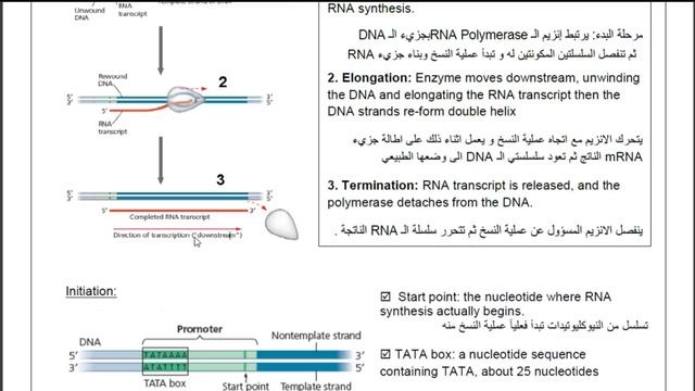 Chapter 17 : From Gene To Protein