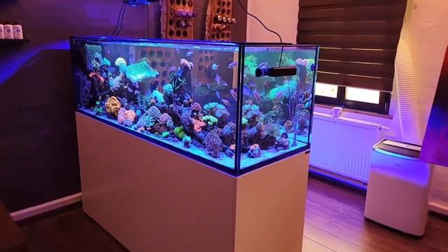 Krass! 850 Liter Farbe im Aquarium смотреть онлайн