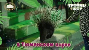 «Тропик шоу» в Тюменском цирке!