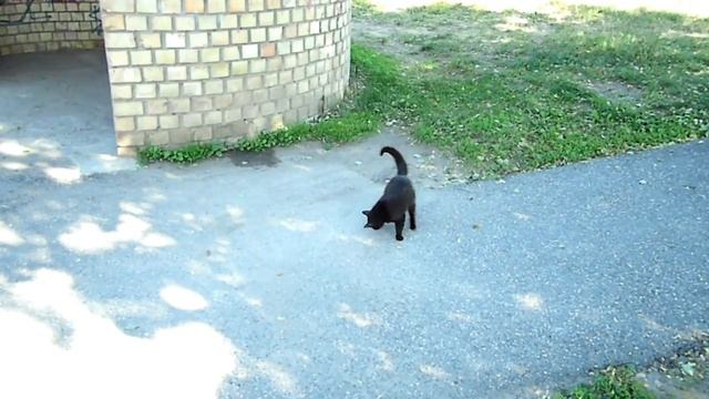 Кот VS ящерица часть вторая