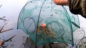 Как ловить раков летом? Полезная информация для новичка.