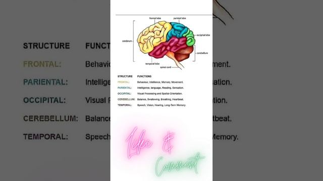 human brain structure and function #pharmacology #anatomy #humanbrain #neet #bpharma #mbbs #brain смотреть онлайн