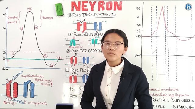 Neyronda Harakat Potensiali. Refrakterlik смотреть онлайн