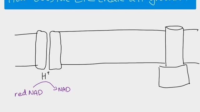 A2 Biology - The Electron Transport Chain and oxidative phosphorylation смотреть онлайн