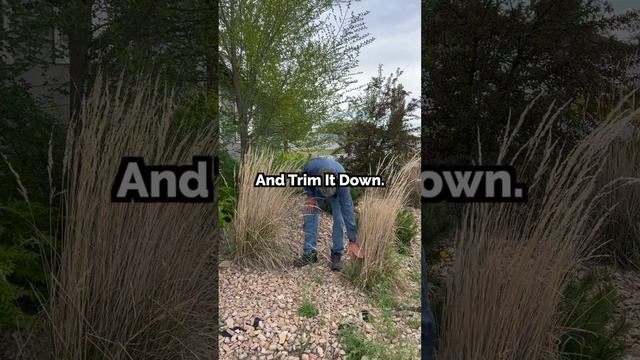 Ornamental Grass Care | DIY Landscaping Pro Tips