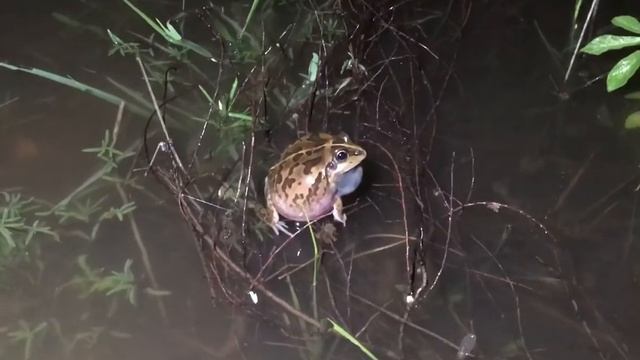 Cyclorana maini calling (Main’s Frog) in Mt Isa after heavy rain смотреть онлайн