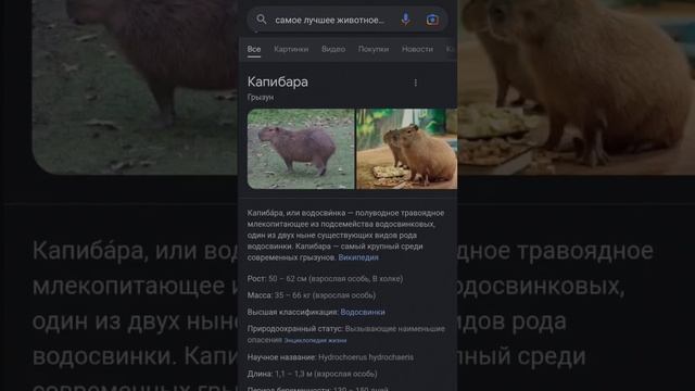 извиняюсь, что в начале верха не видно #капибара