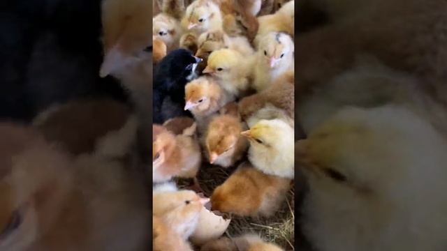 Цыплята ИНКУБАТОР РАССВЕТ ОБОЯНЬ смотреть онлайн