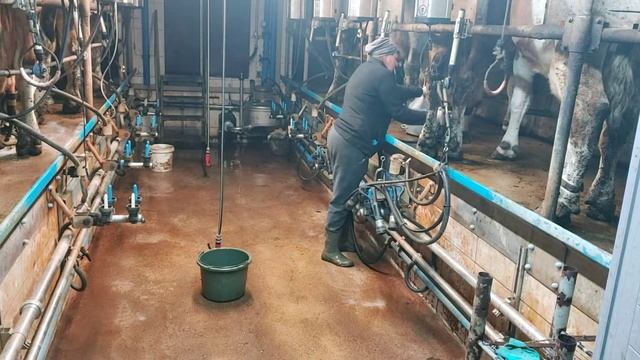 Вечерняя дойка/ Обзор коптилочки🙄