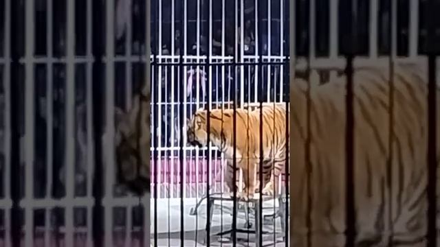 Тигр (20.03.24.) #приколы #котики #животные #цирк #тигры #мир