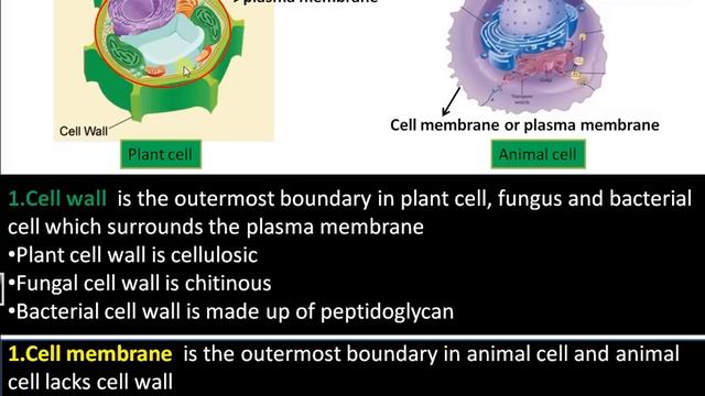 Difference between Cell wall and Cell membrane (Cell wall vs Plasma Membrane) смотреть онлайн