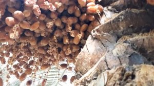 Сезон сбора плодовых пальм