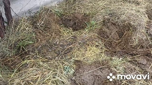 КАК СДЕЛАТЬ ТОННУ КОМПОСТА ЗА КОПЕЙКИ // ВАЦАП ДЛЯ ЗАКАЗА ПРЕПАРАТОВ 89152458159 ПИСЬМЕННО