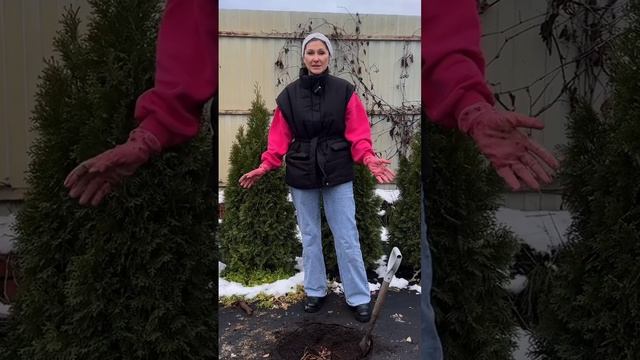 Одиночное укрытие для растений на зиму смотреть онлайн