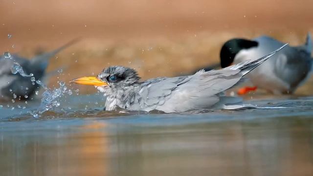 Flora and Fauna Film смотреть онлайн