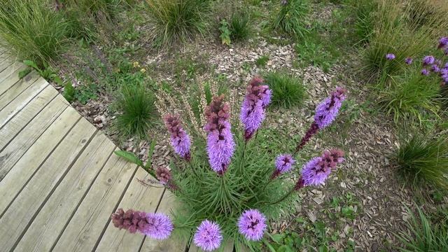 ГОЛУБИ И ЦВЕТЫ. ПРИРОДА ЭТО КРАСОТА. NATURE IT BEAUTY. смотреть онлайн