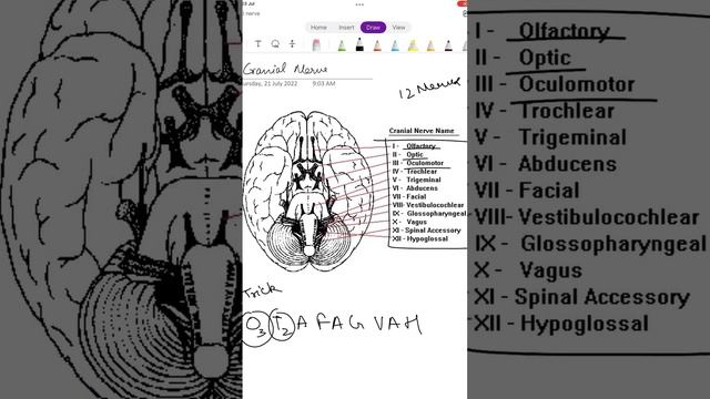 Cranial Nerves Trick |#anatomy #education #short #nurses #tricks #biology #revision #neet #revision