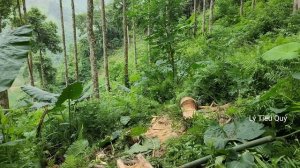 Orphan boy harvests coconut weevils to sell, Ly Tieu Quy