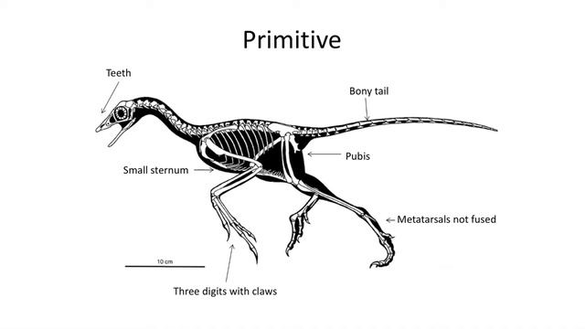 Lecture 60 The Skeleton of Archaeopteryx смотреть онлайн