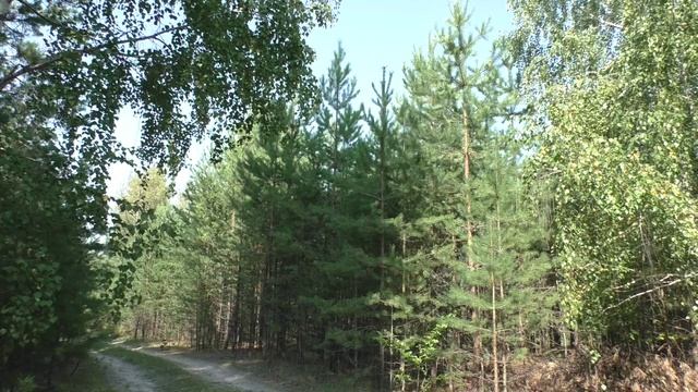 Деревня. Звуки природы: пение птиц. Tascam X8 Field Recording: Birds.