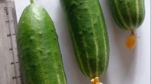 ОГУРЦЫ. На подоконнике. На окне. На балконе. Корнишоны. Какой сорт огурцов. Как выращивать огурцы?