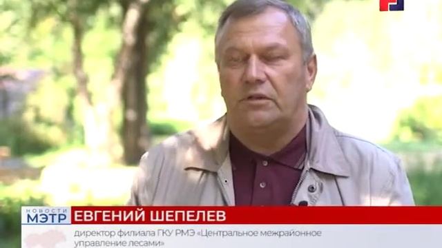 В Марий Эл возрождаются, а где то и создаются с нуля школьные лесничества смотреть онлайн