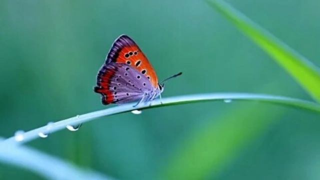 Butterflies in nature with birds singing/Бабочки в природе с пением птичек смотреть онлайн