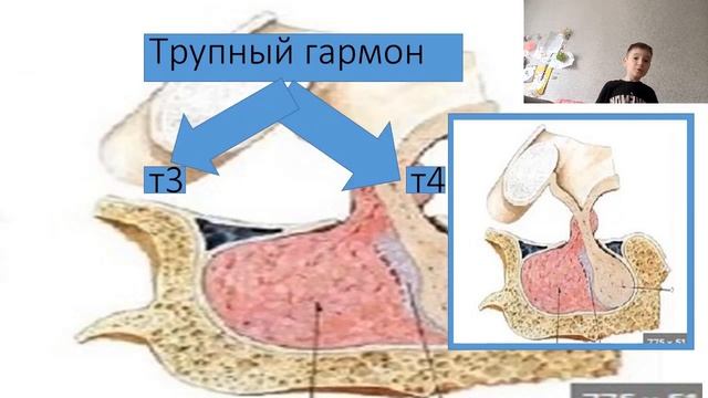 ГИПОФИЗ наш мозг смотреть онлайн