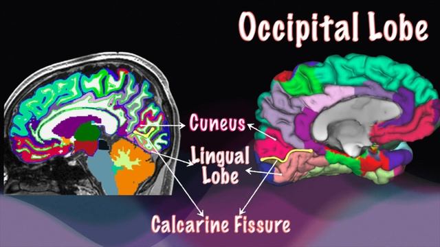 9 Unique Functions of Brain | MRI Brain | Frontal Lobe | Hippocampus | Basal Ganglia | Hypothalamus смотреть онлайн