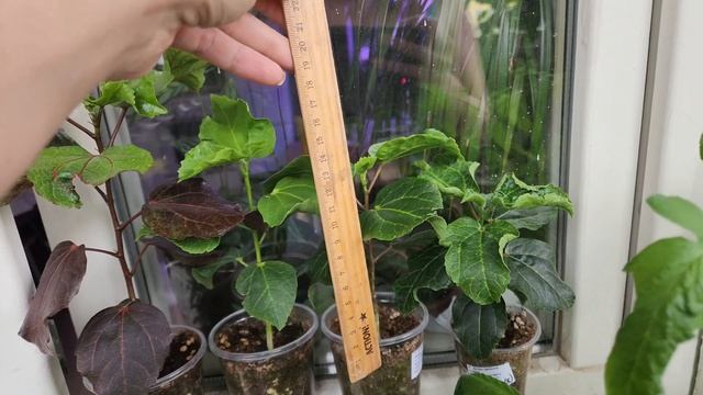 Сеянцы гибискуса из одной семенной коробки смотреть онлайн