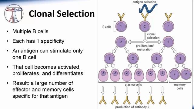 3. Immunology Adaptive Overview смотреть онлайн