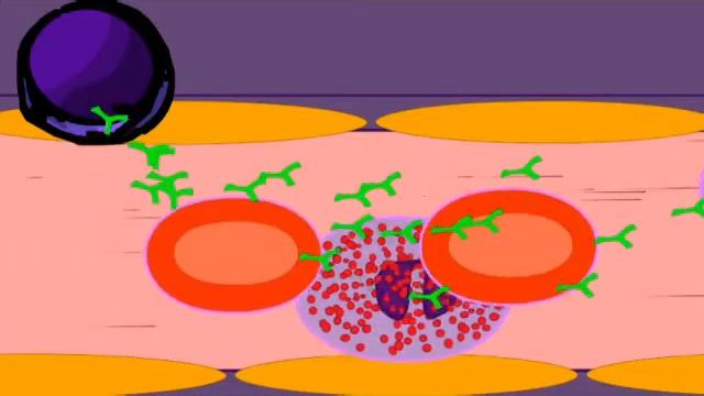 PLASMA CELLS & ANTIBODY PRODUCTION смотреть онлайн
