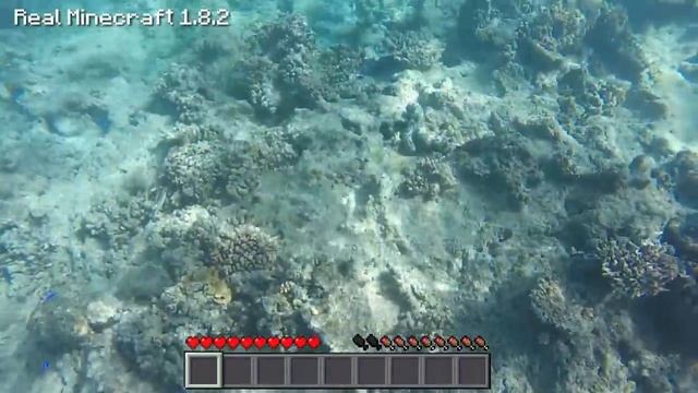 Real Life Minecraft - FISH CORAL STARFISH