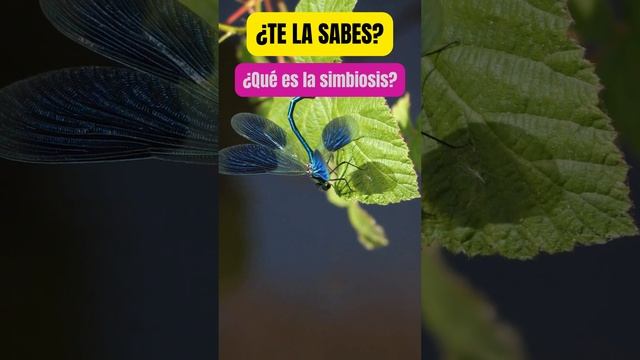 Simbiosis