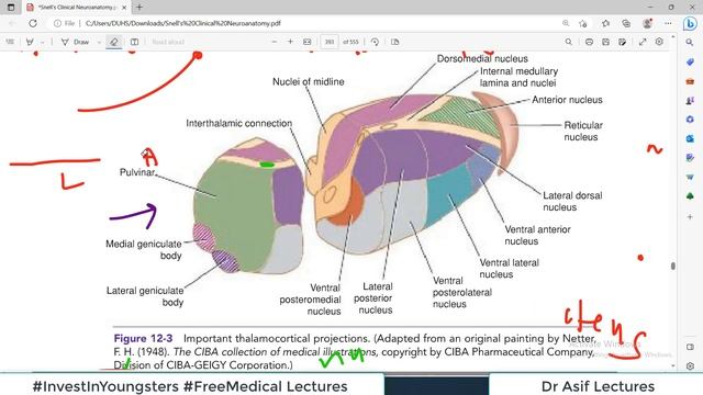(Chp#12) THALAMUS | NeuroAnatomy | Snell's NeuroAnatomy | Dr Asif Lectures смотреть онлайн
