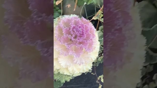 Brassica oleracea смотреть онлайн