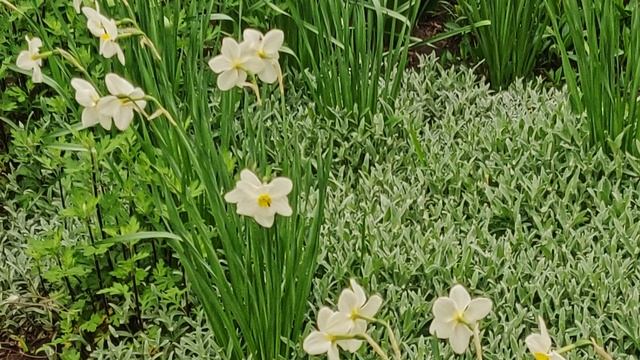 Symbol of spring and love 🌷🌷🌷 Символ весны и любви 🌷🌷🌷 смотреть онлайн
