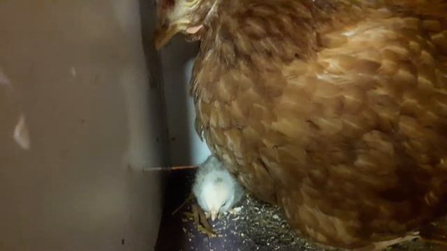 21.7.2020 lohmann brown Breeding. lohmann çivçivleri çıktı hybrid lohmann legehenne brut. fischali смотреть онлайн