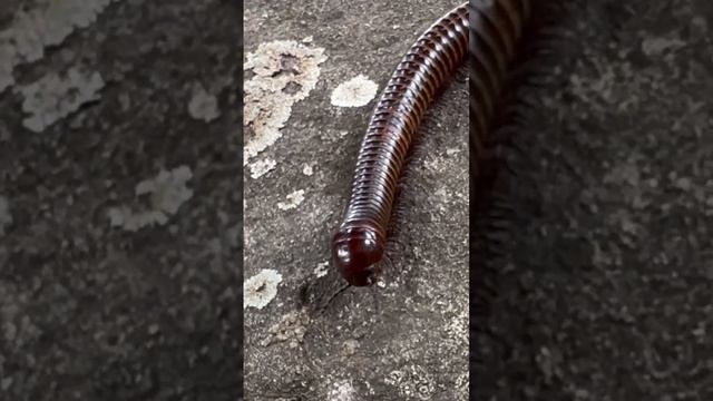 Beautiful Worm and relaxing with natural #nature #amazing смотреть онлайн