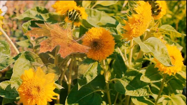 С горчинкой смотреть онлайн