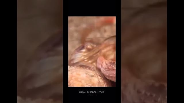 Еще больше интересного про биологию и подготовку к ОГЭ в тгк: biowsofadvn 💗 смотреть онлайн