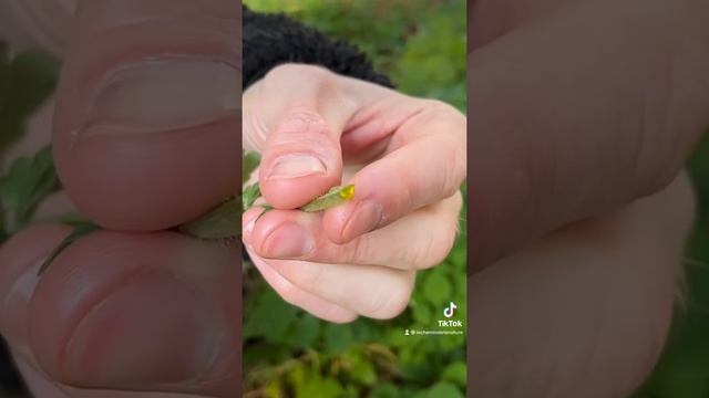 La chélidoine ou herbe aux verrues смотреть онлайн