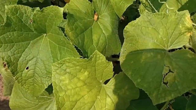 Стимулятор росту для огірків та інших овочів, Результат роботи, Сорти помідорів #бурштиновакислота