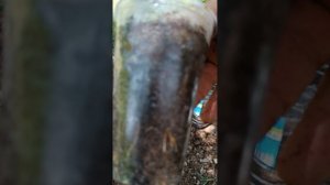приготовление почвы для цитруса и перевалка черенкованного укоренённого лимона .Сорт лимона Мейер.