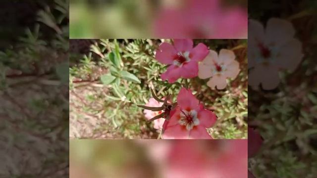 🌹Красота осени! Любуемся цветами! смотреть онлайн
