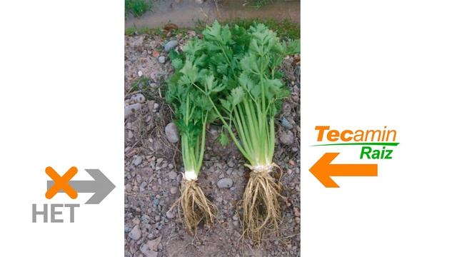 Tecamin Raiz - RU
