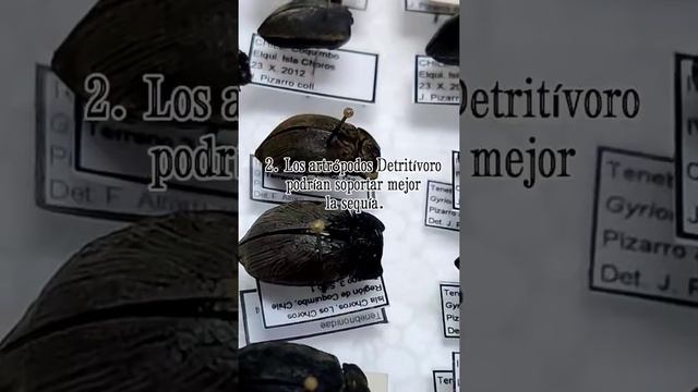 #short Artrópodos en Chile смотреть онлайн