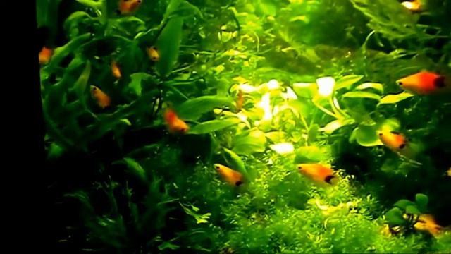 #Aquarium. Аквариум с пецилиями.