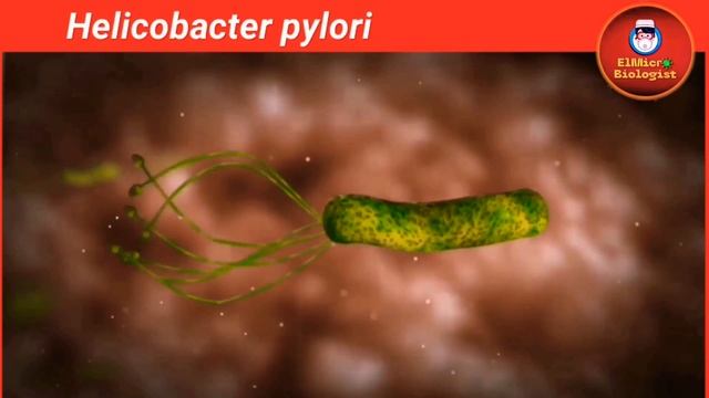 Helicobacter Pylori (H. Pylori) شرح بالعربي جرثومه المعده