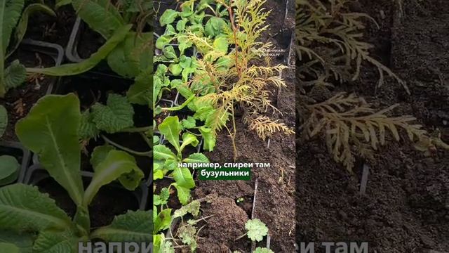 Куда прикопать растения в зиму? 🌱❄